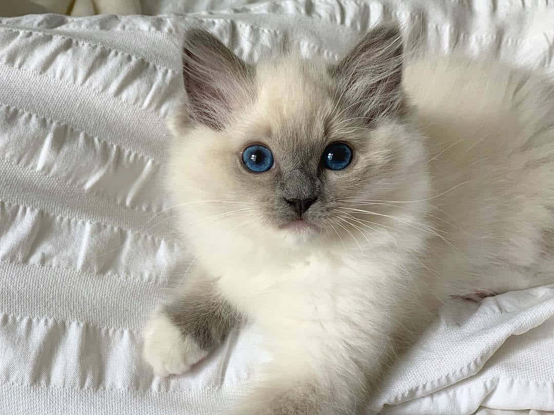 Ragdoll Cat Relaxing On A Wooden Surface Wallpaper