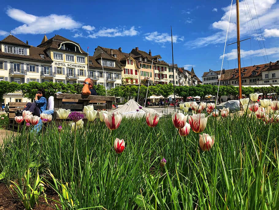 Rapperswil Jona Lakeside Promenade Tulips Wallpaper