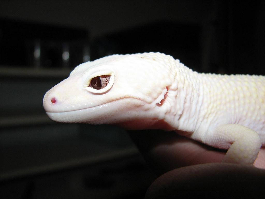 Rare White Leopard Gecko Wallpaper