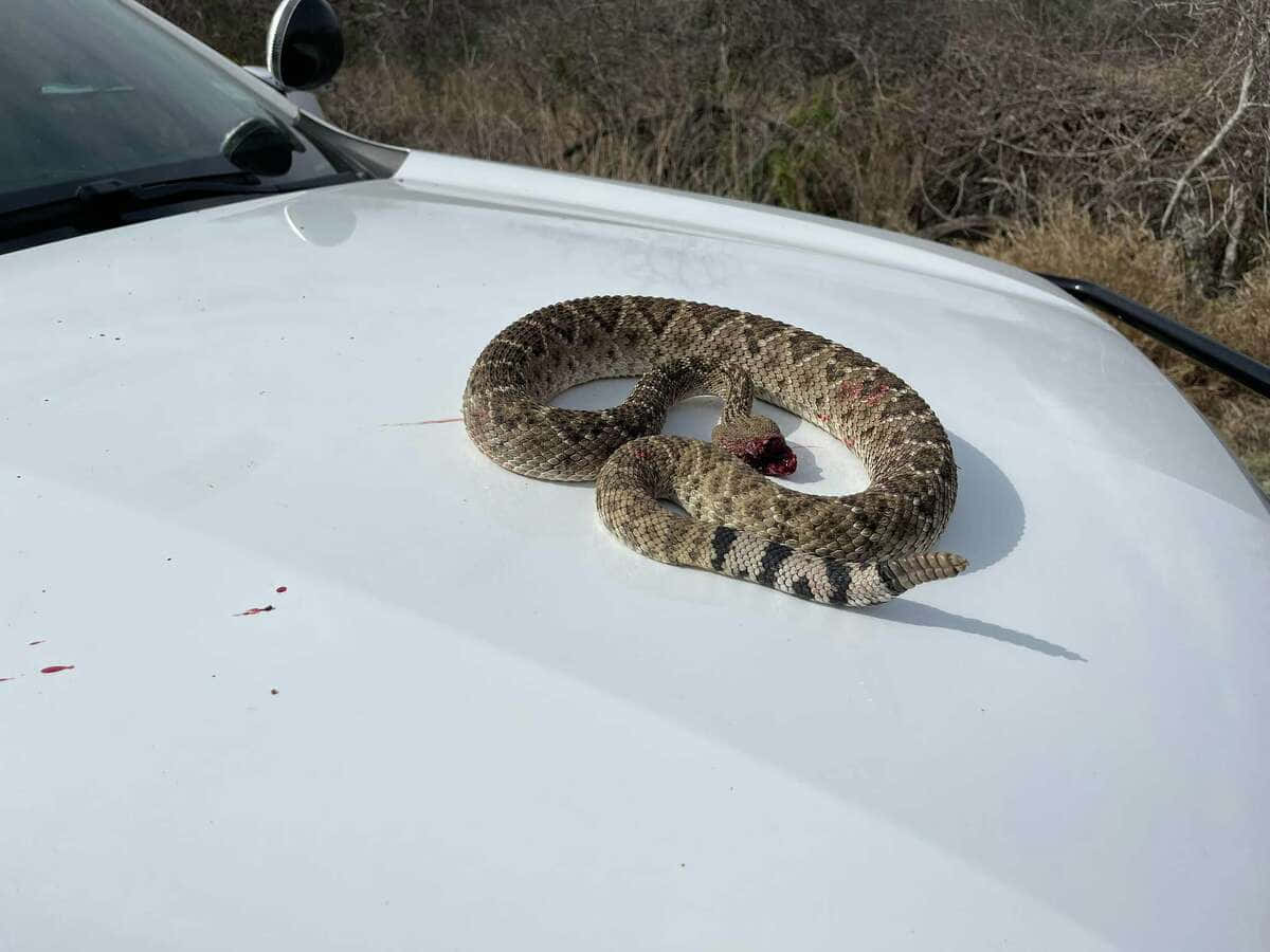 Rattlesnakeon Car Hood Wallpaper