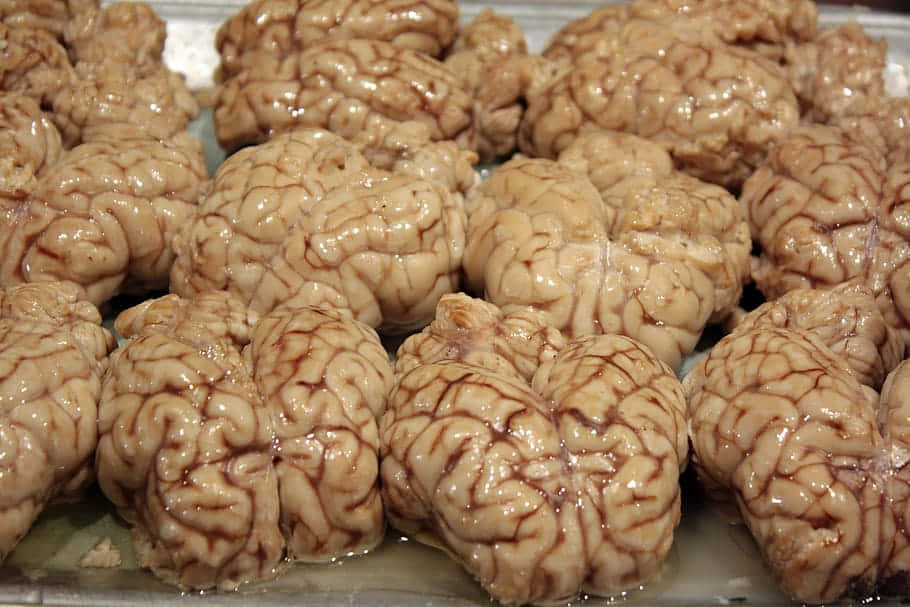 Raw Animal Brains Display Wallpaper