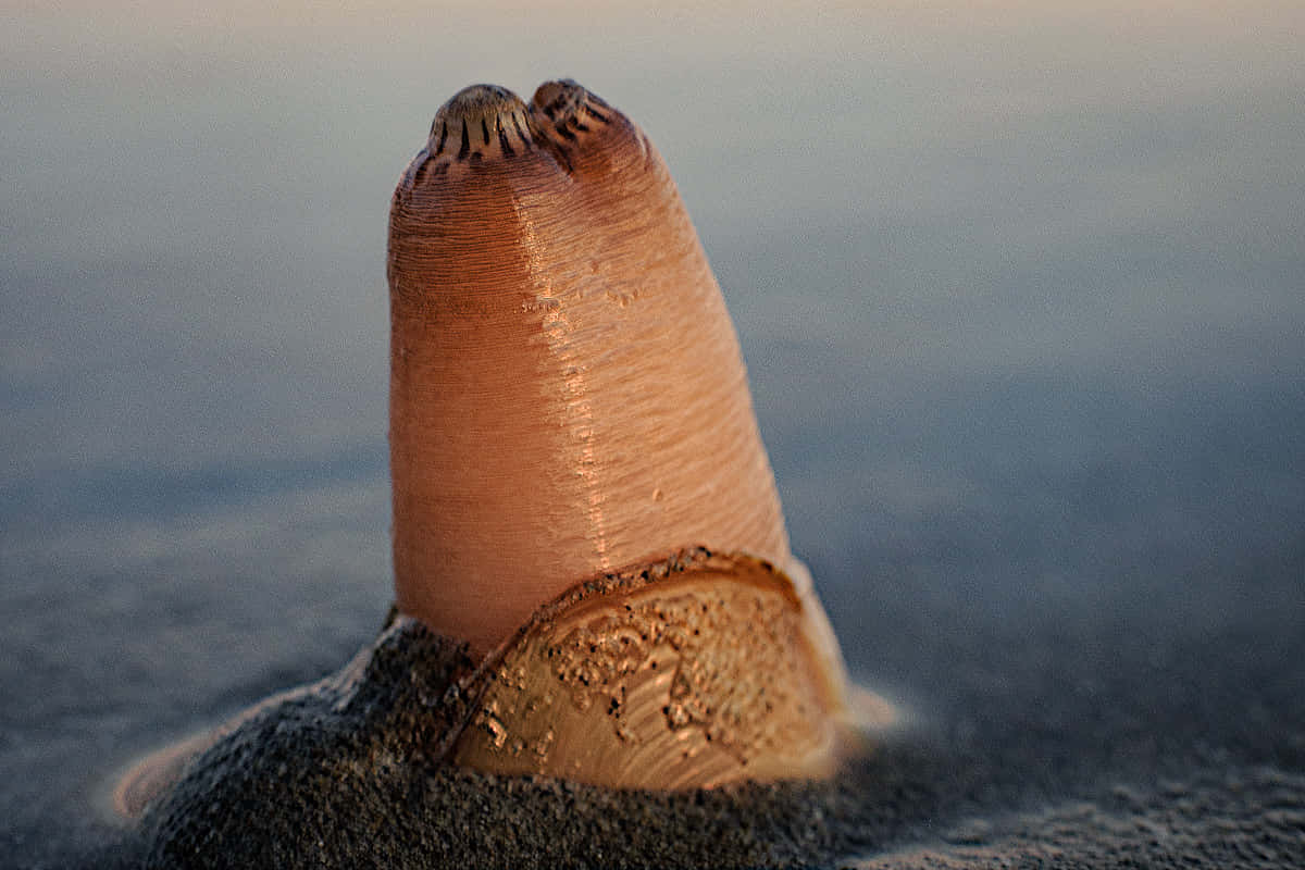 Razor Clam Emerging From Sand Wallpaper