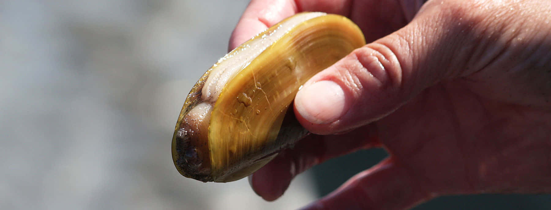 Razor Clam In Its Natural Habitat Wallpaper