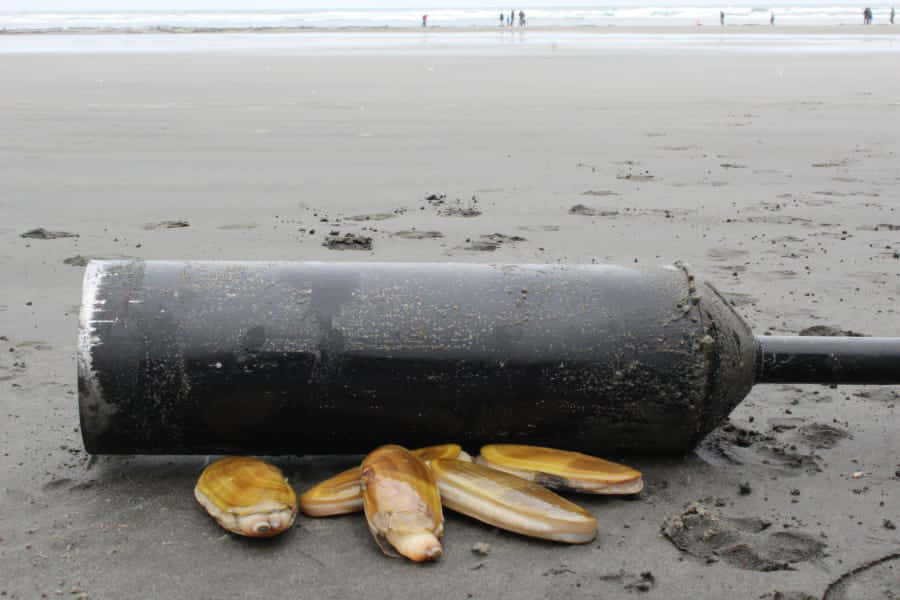 Razor Clamsand Clam Gunon Beach Wallpaper