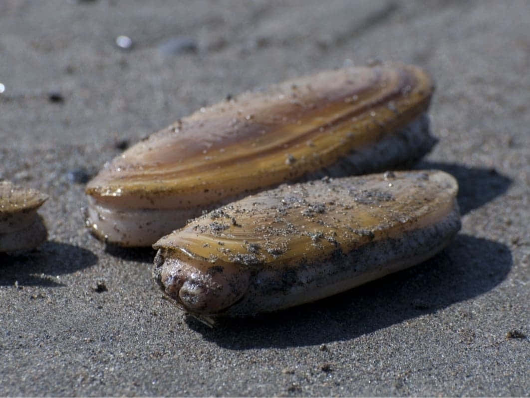 Razor Clamson Sandy Beach Wallpaper