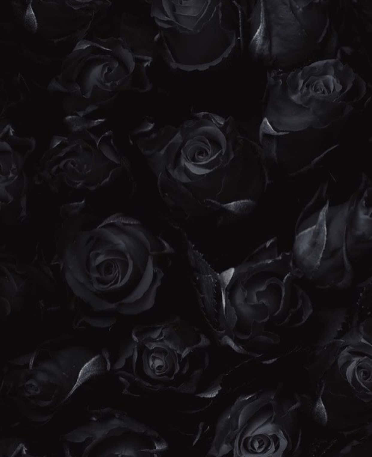 Ready Roses Wallpaper