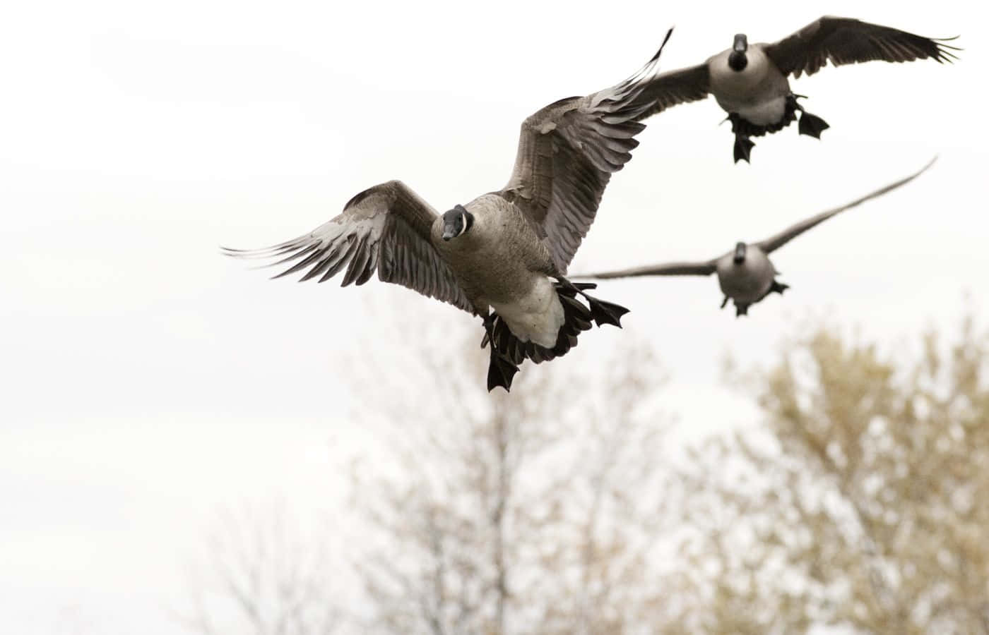 Ready To Launch: Prepare For A Quacktastic Duck Hunting Adventure Wallpaper