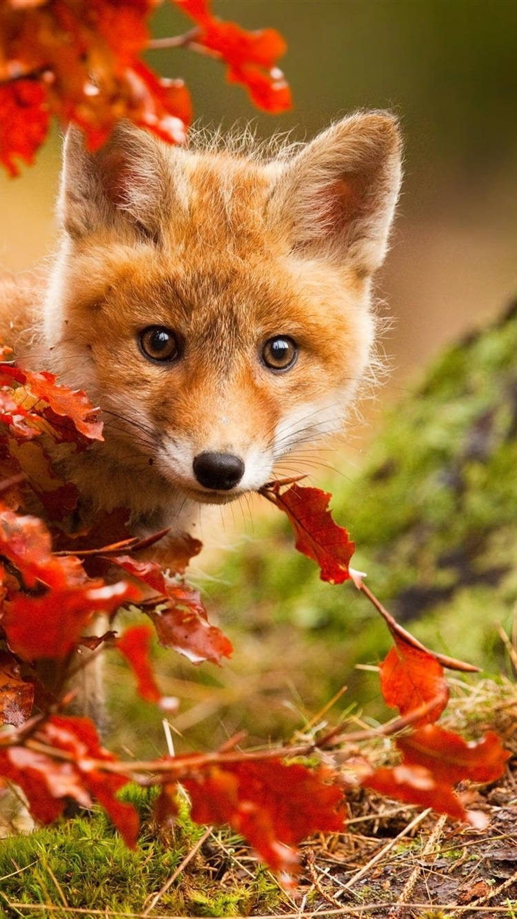 Real Cute Fox Wallpaper