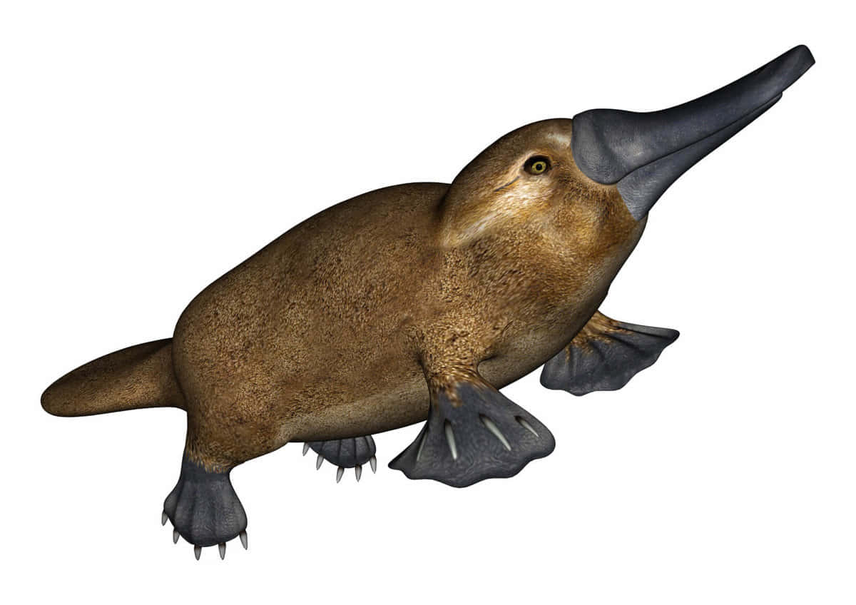 Realistic Platypus Illustration Wallpaper