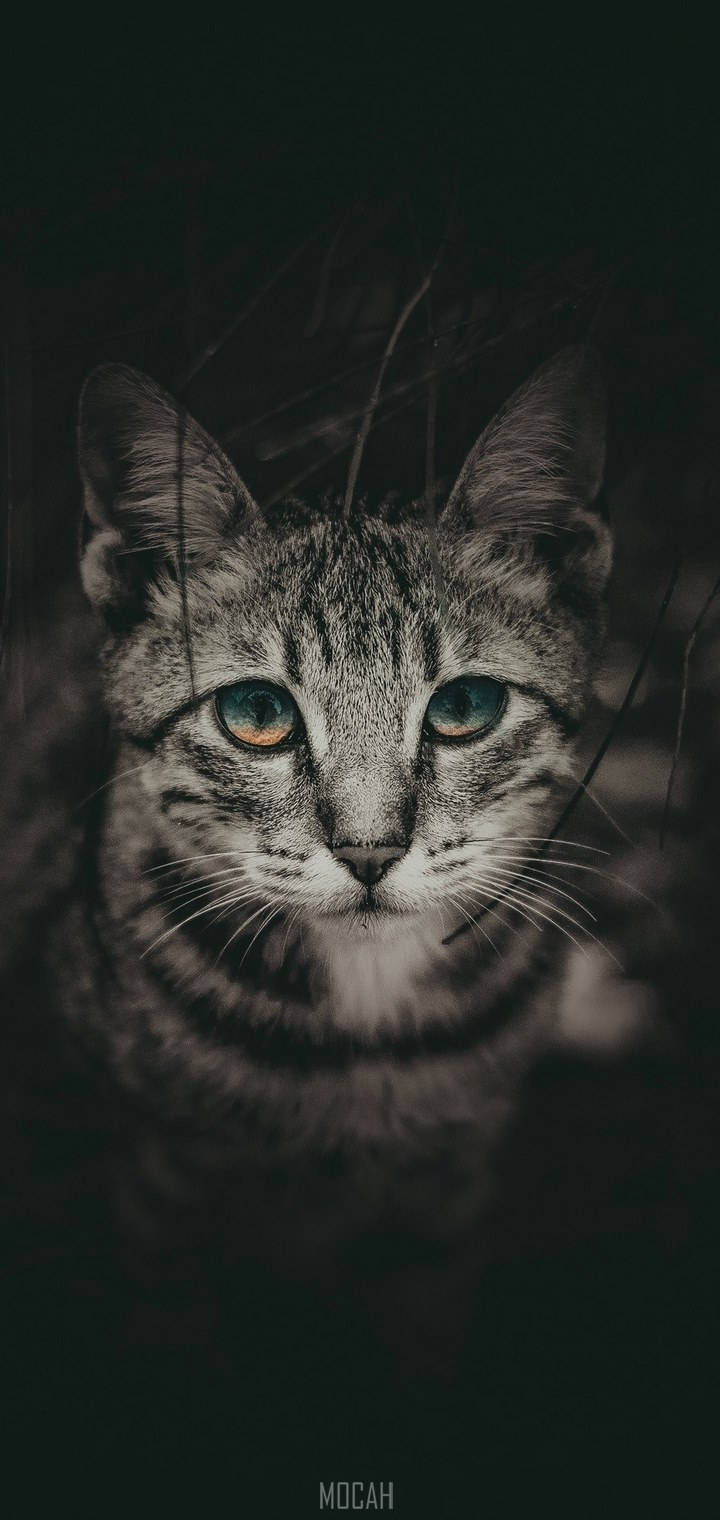 Realme 7 Pro Cat Wallpaper