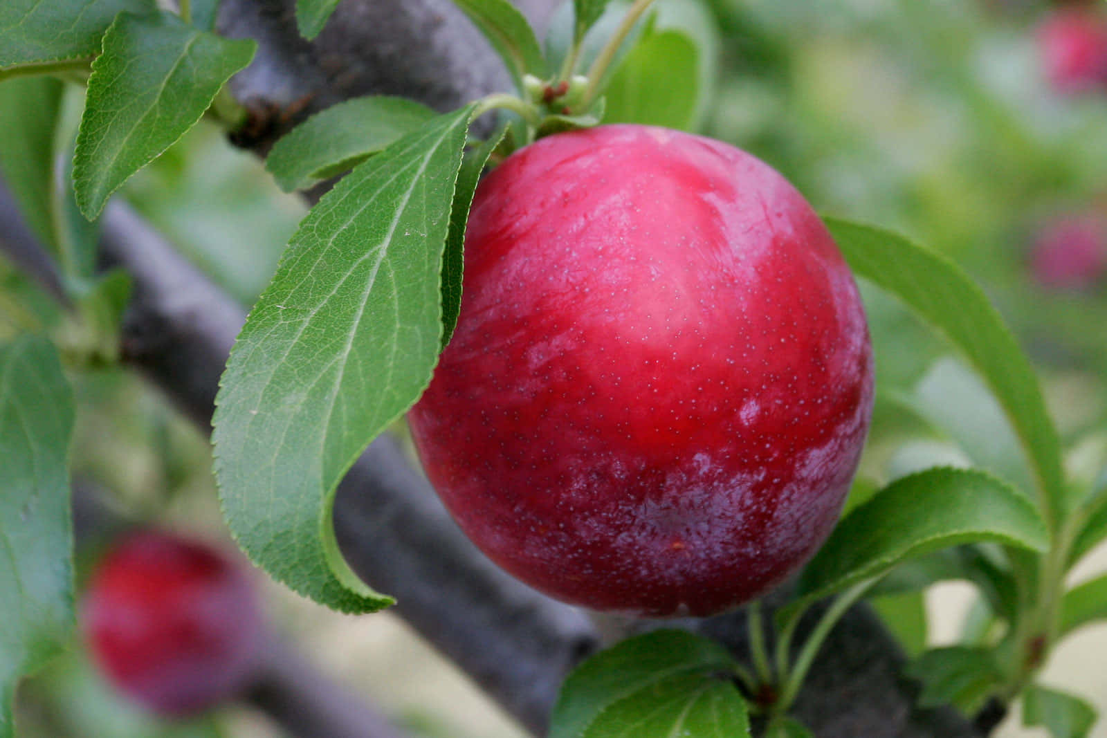 Red And Purple Juicy Plums. Wallpaper