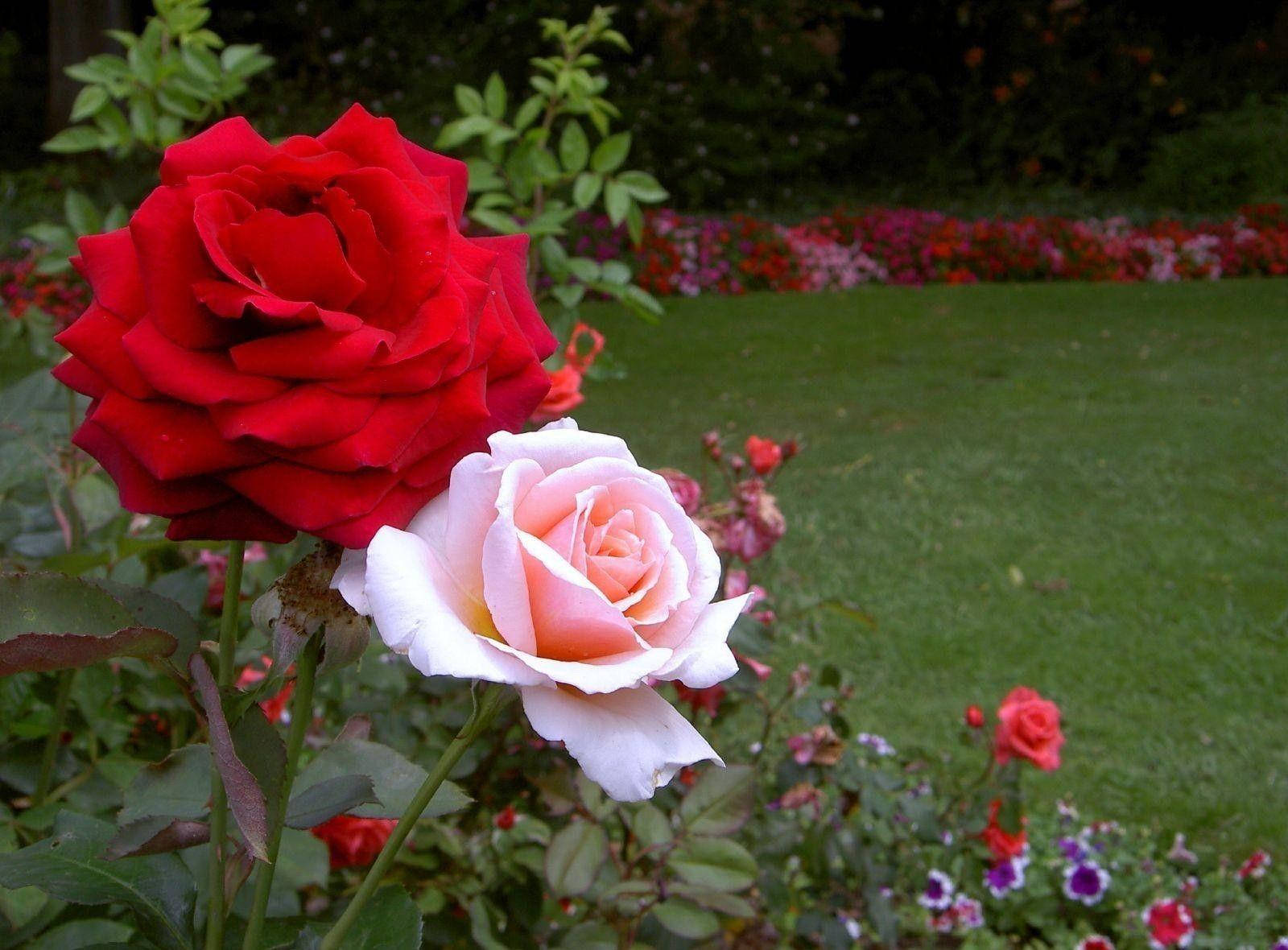 Red And White Rose Flowers Wallpaper