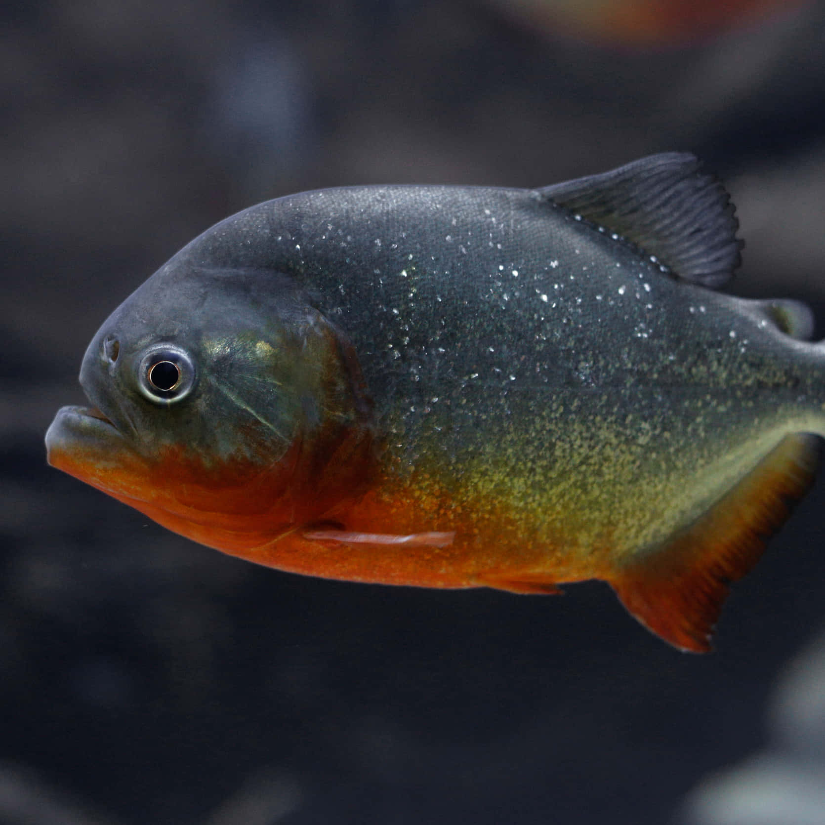 Red Bellied Piranha Closeup Wallpaper