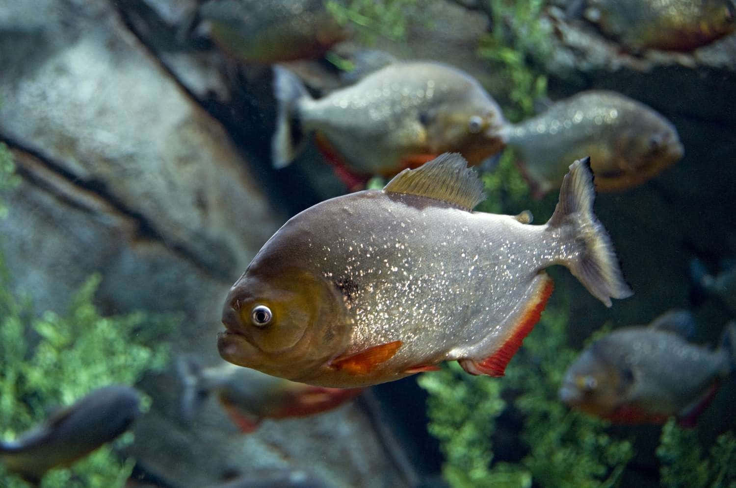 Red Bellied Piranha School Underwater Wallpaper