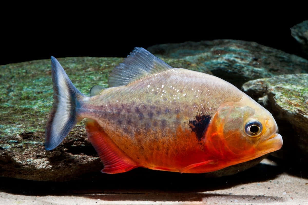 Red Bellied Piranha Side View.jpg Wallpaper