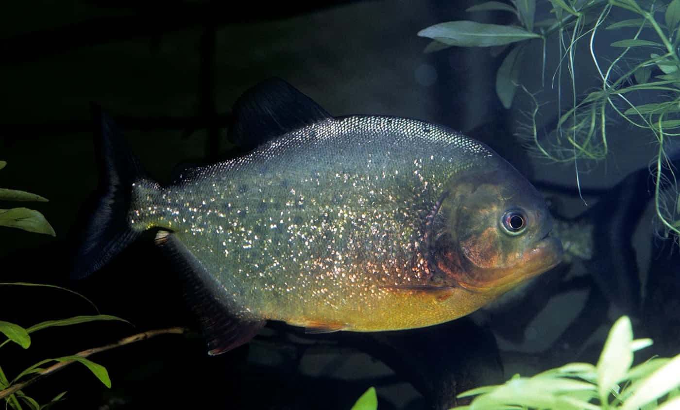 Red Bellied Piranha Swimming Aquarium Wallpaper