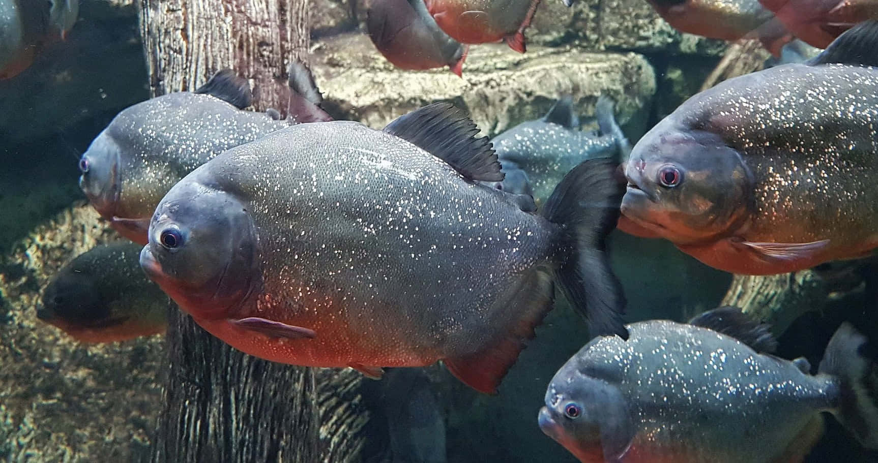 Red Bellied Piranhas Schooling.jpg Wallpaper