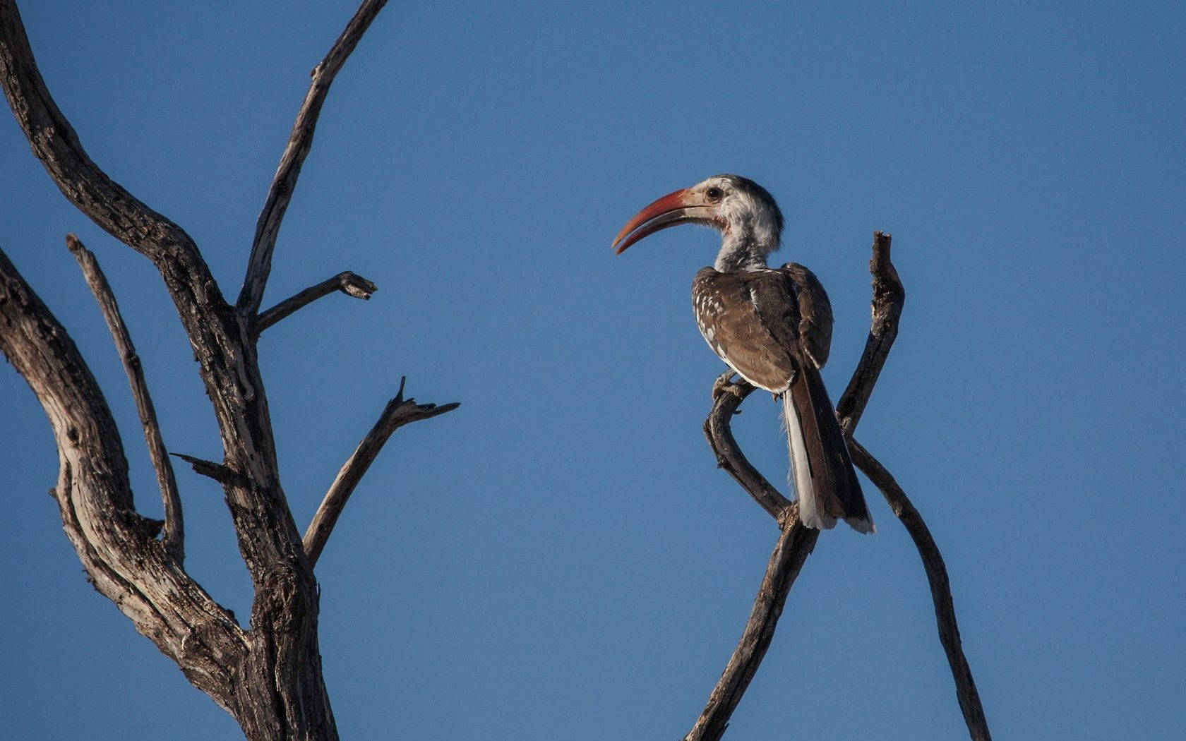 Red-billed Hornbill Birds In Nature Wallpaper