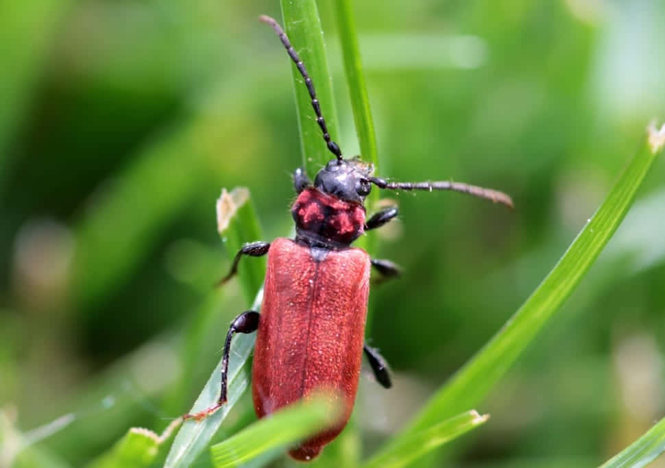 Red Blister Beetleon Grass Wallpaper