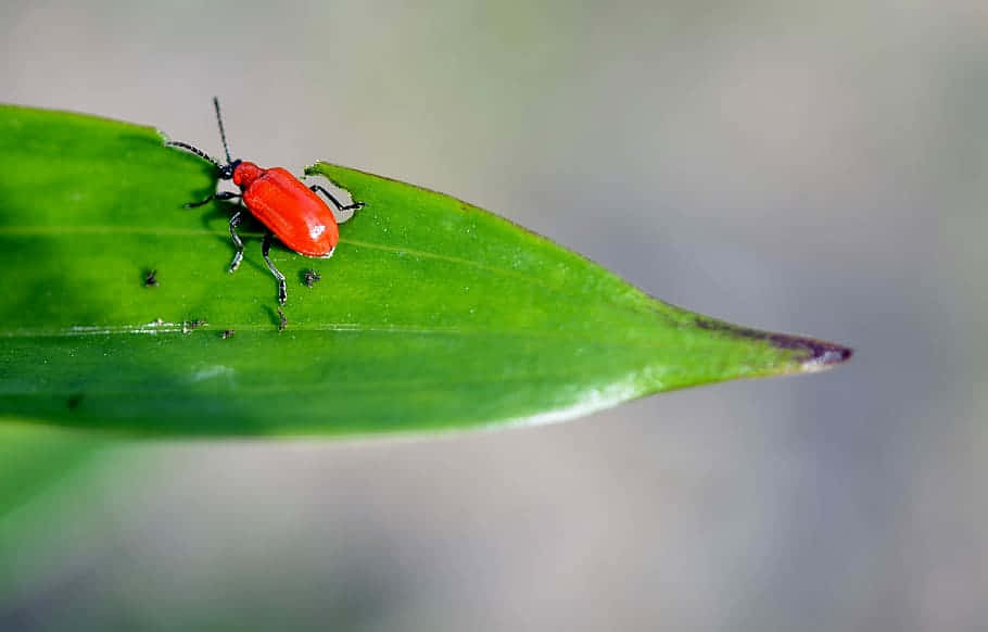 Red Blister Beetleon Green Leaf Wallpaper