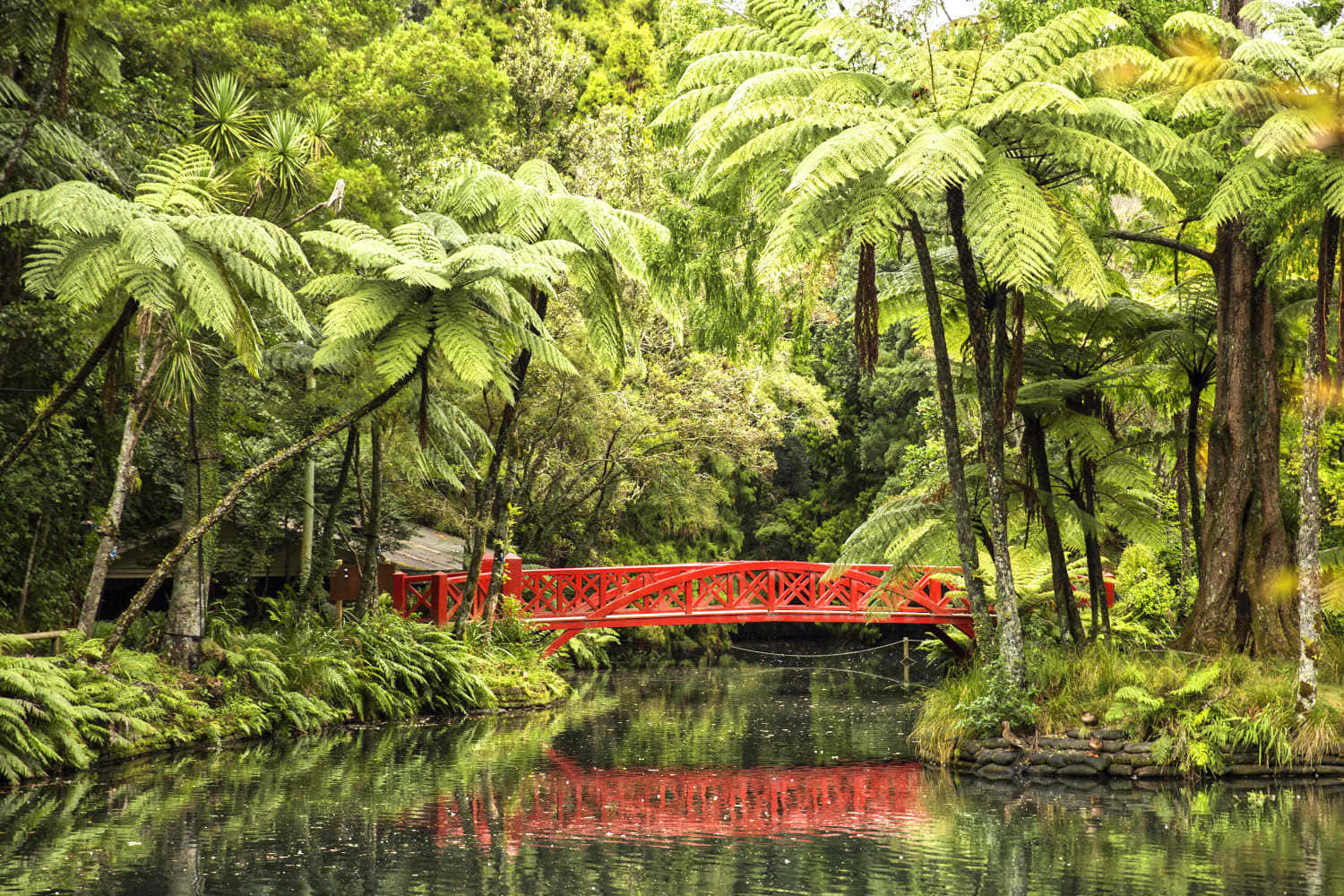 Red Bridge Pukekura Park New Plymouth Wallpaper