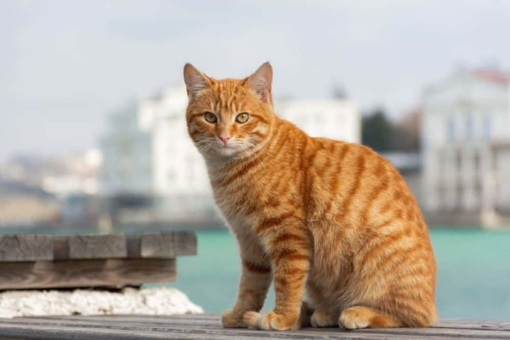 Red Cat Lounging On A Sofa Wallpaper