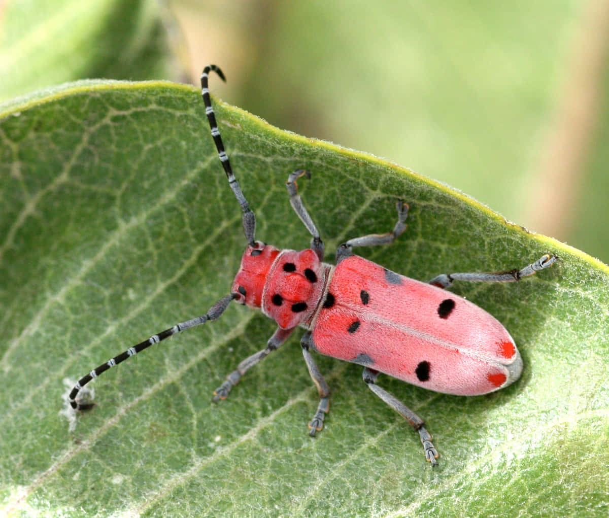 Red Checkered Beetleon Leaf.jpg Wallpaper