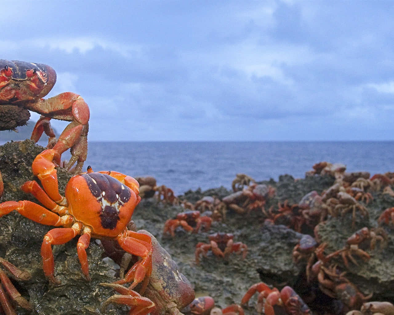 Red Crab Migration Coastline Wallpaper