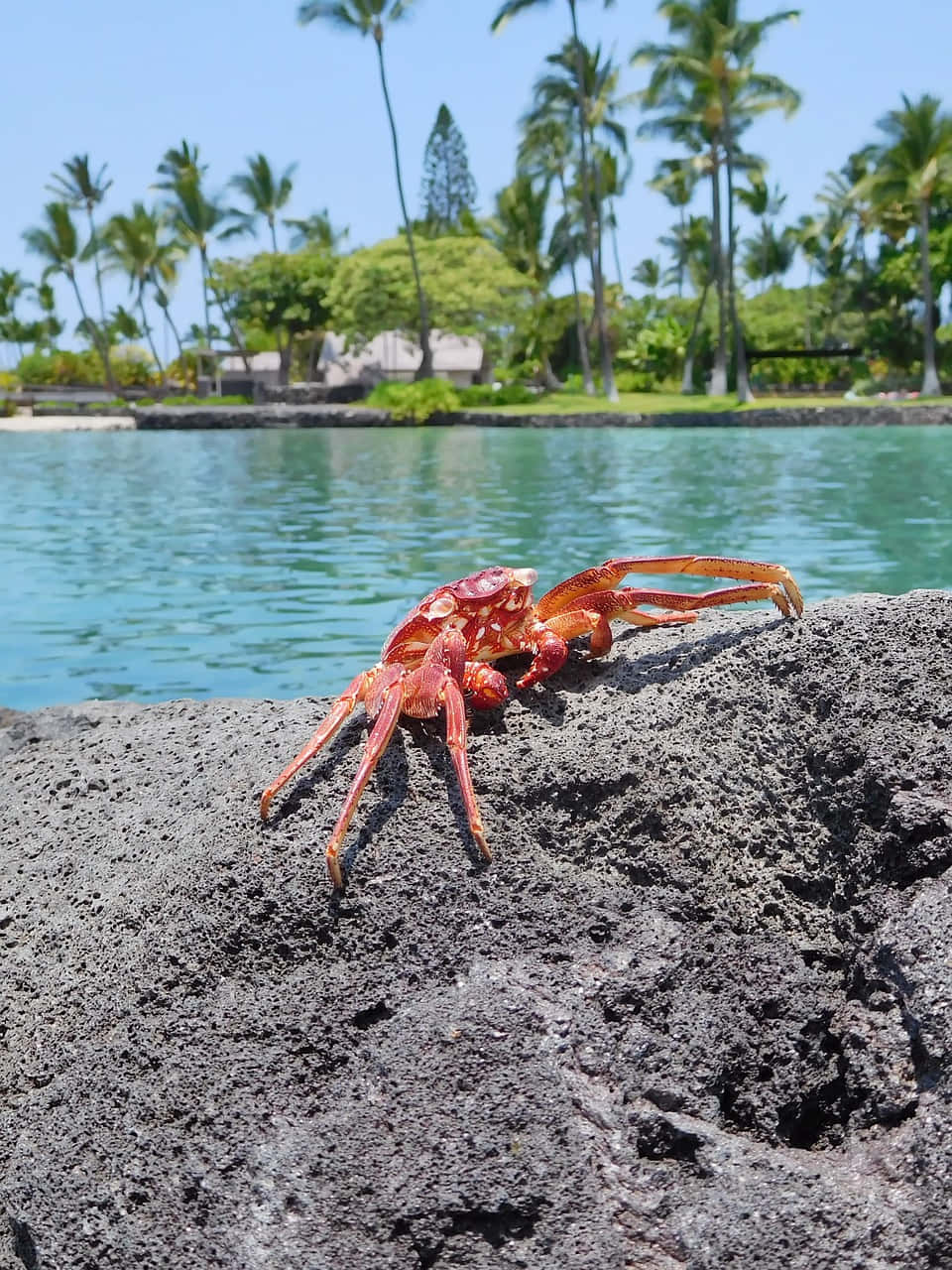 Red Crab Tropical Setting Wallpaper