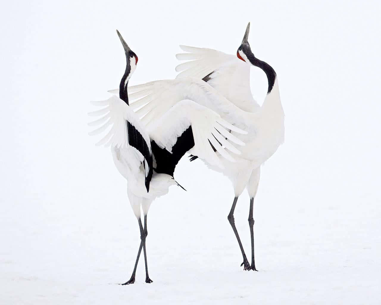 Red Crowned Cranesin Snow Dance.jpg Wallpaper