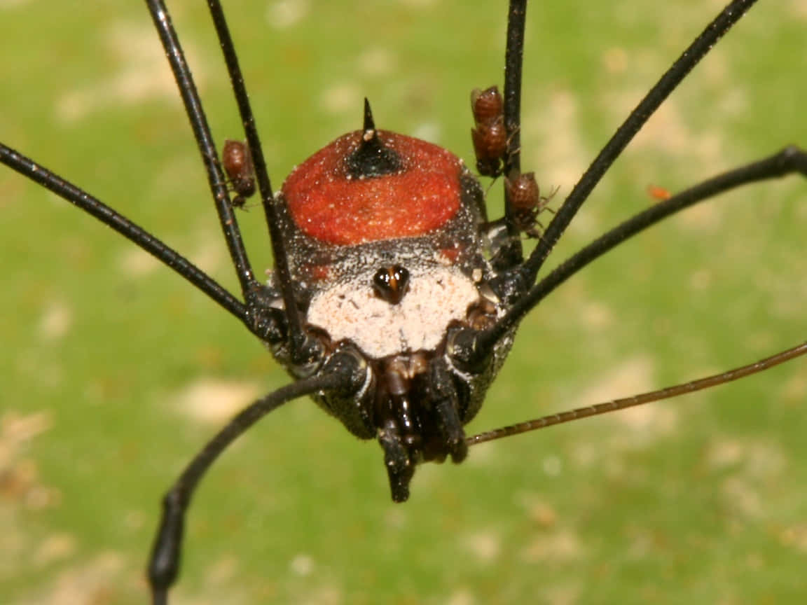 Red Crowned Harvestman Spider Wallpaper