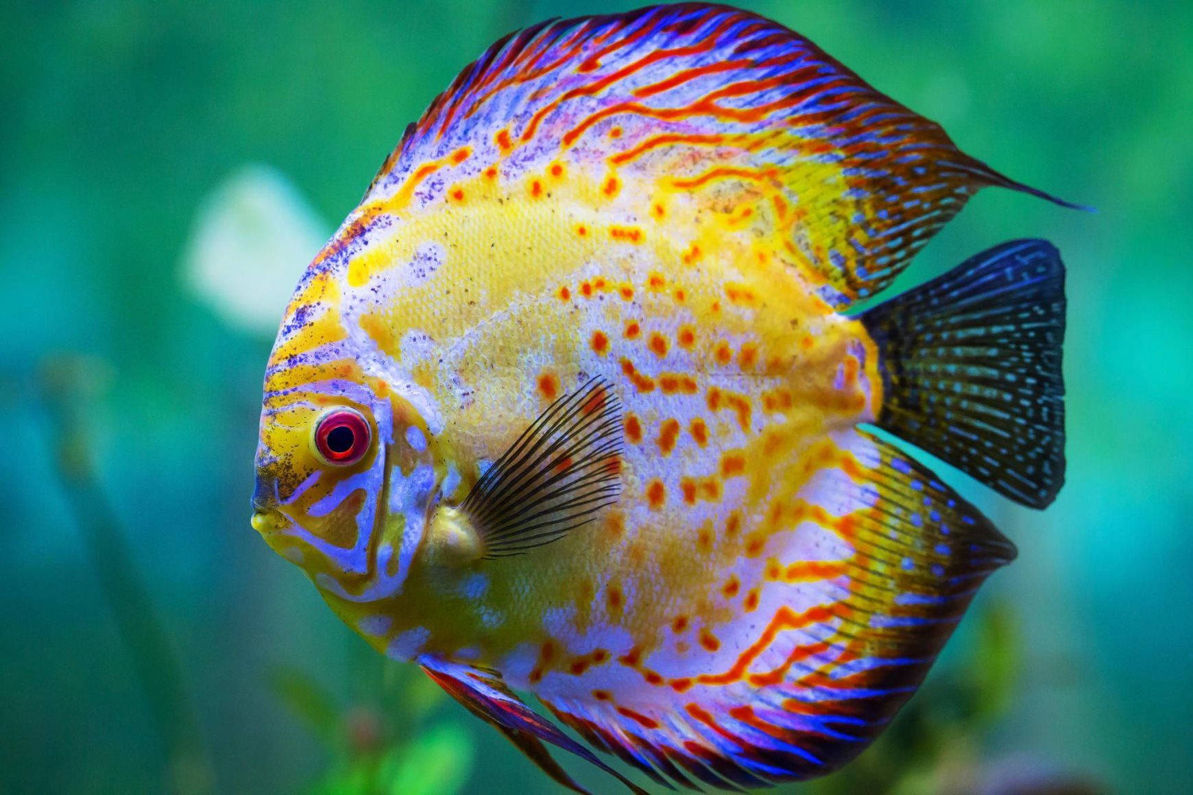 Red Discus Beautiful Fish Wallpaper