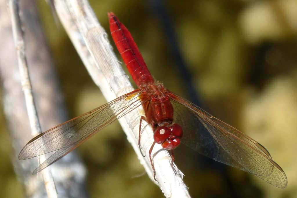 Red Dragonfly 1024 X 684 Wallpaper Wallpaper