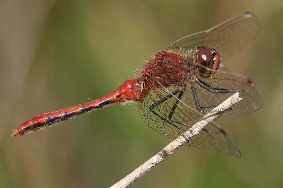 Red Dragonfly On A Twig Wallpaper