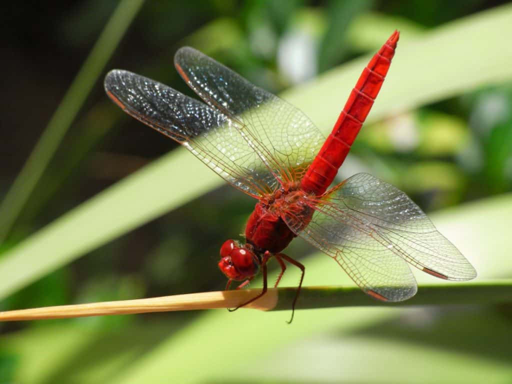 Red Dragonfly Perched On A Branch Wallpaper