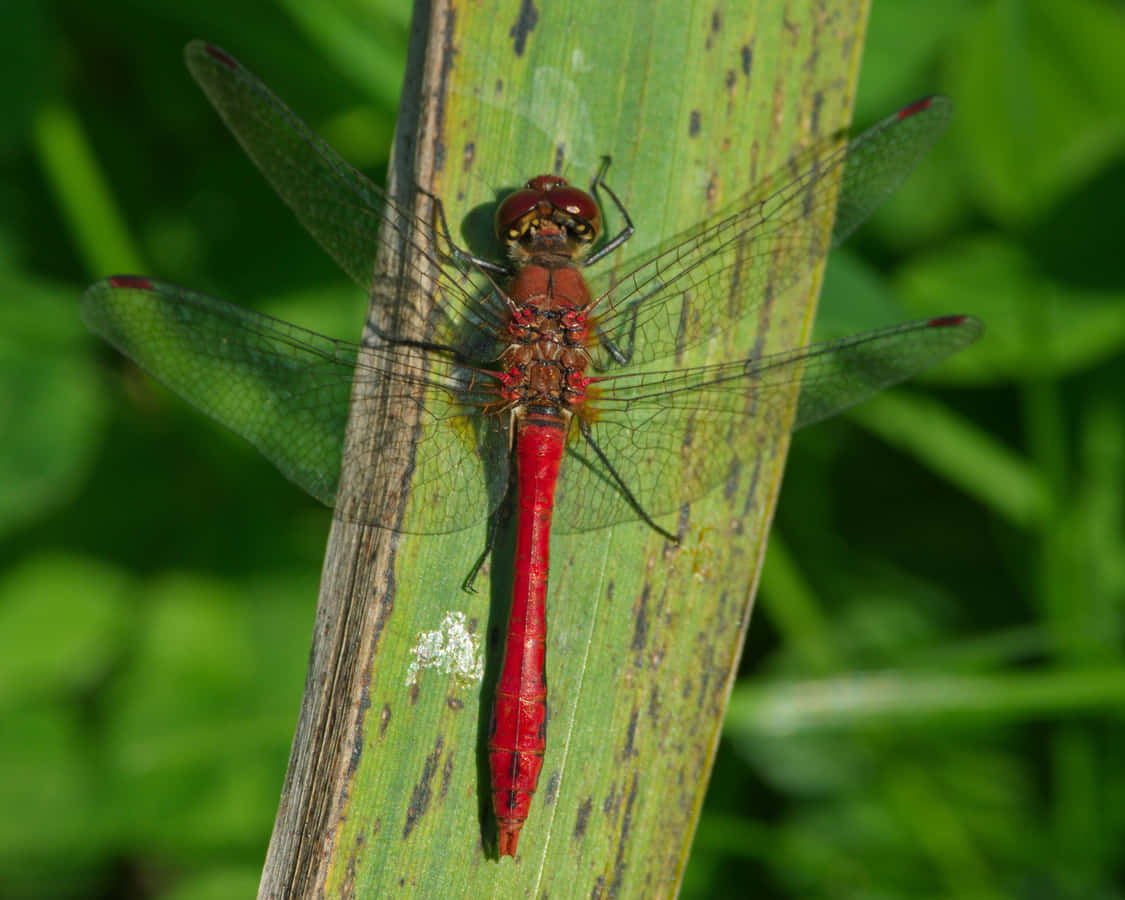 Red Dragonfly Resting On A Branch Wallpaper