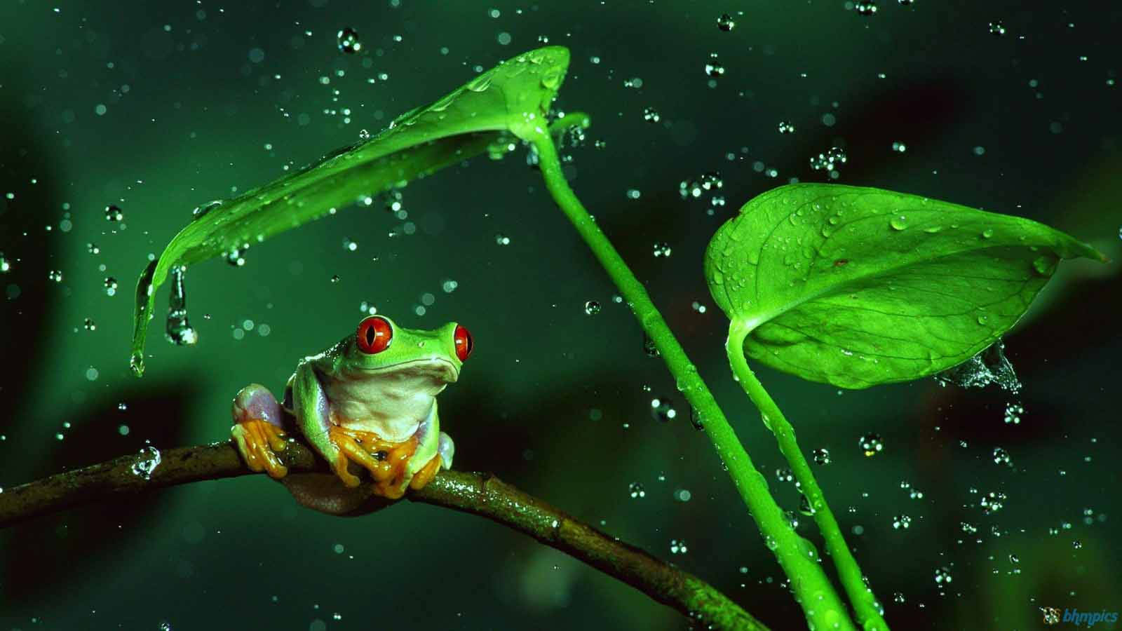 Red-eyed Kawaii Frog Wallpaper