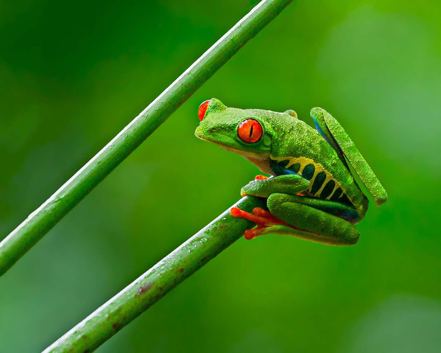 Red Eyed Tree Frogon Green Stem.jpg Wallpaper