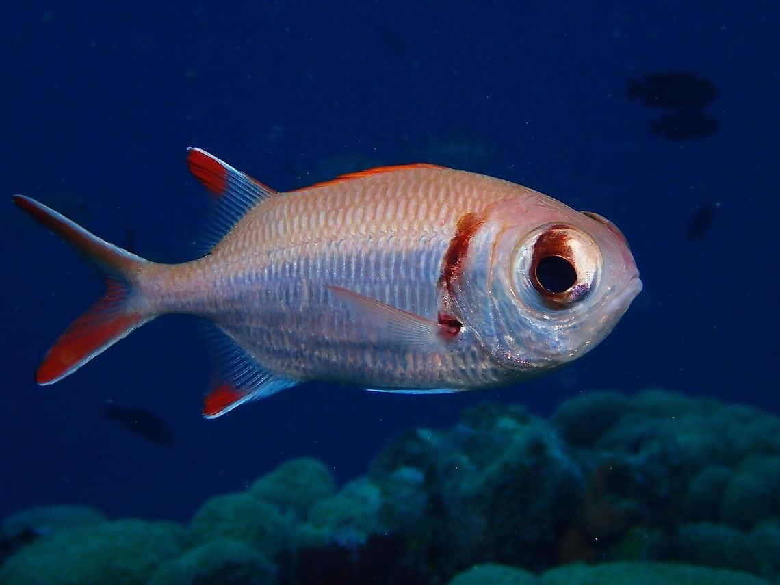 Red Finned Soldierfish Underwater Wallpaper