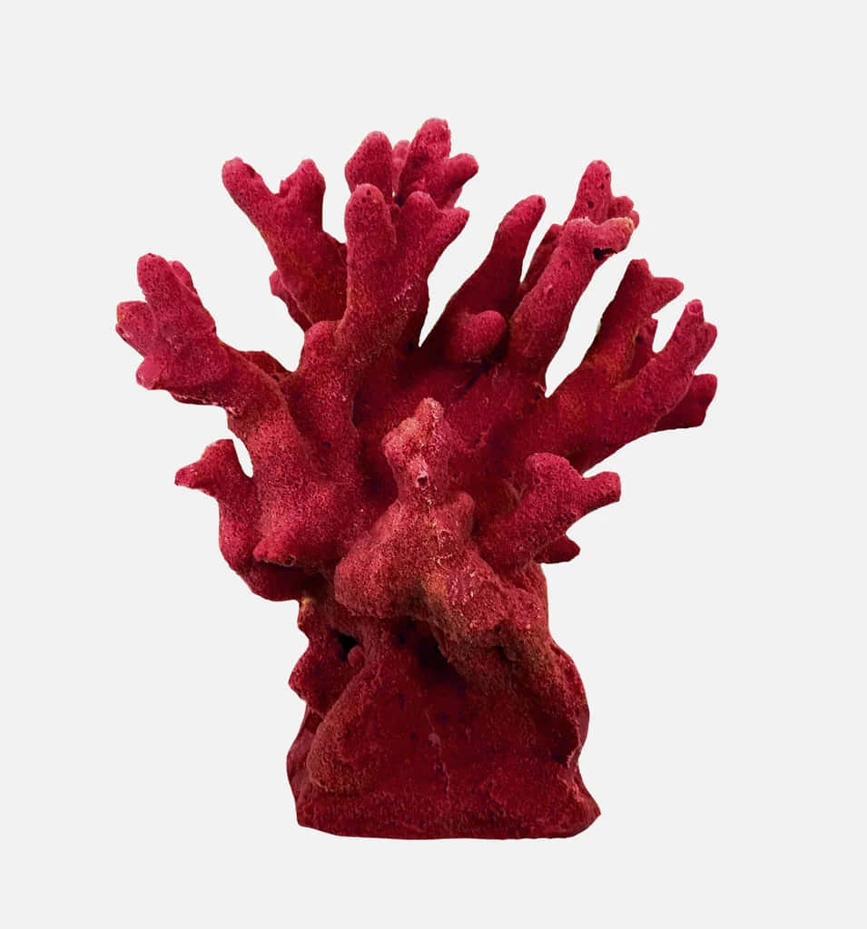 Red Fire Coral Specimen Wallpaper