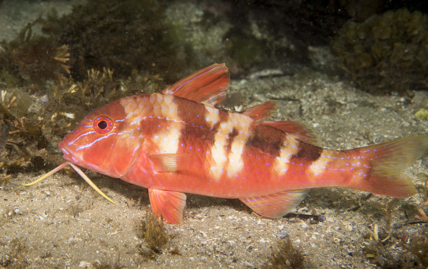 Red Goatfish Underwater Scene Wallpaper