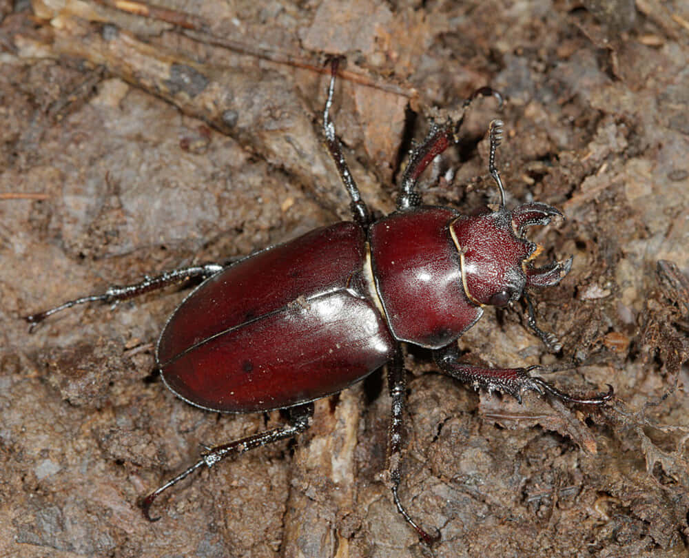 Red Ground Beetleon Wood Wallpaper