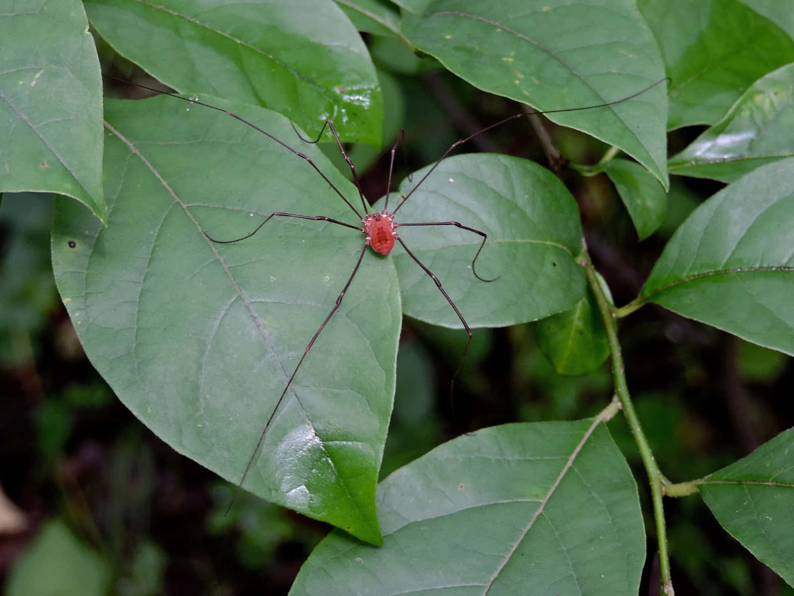 Red Harvestman On Green Leaf Wallpaper