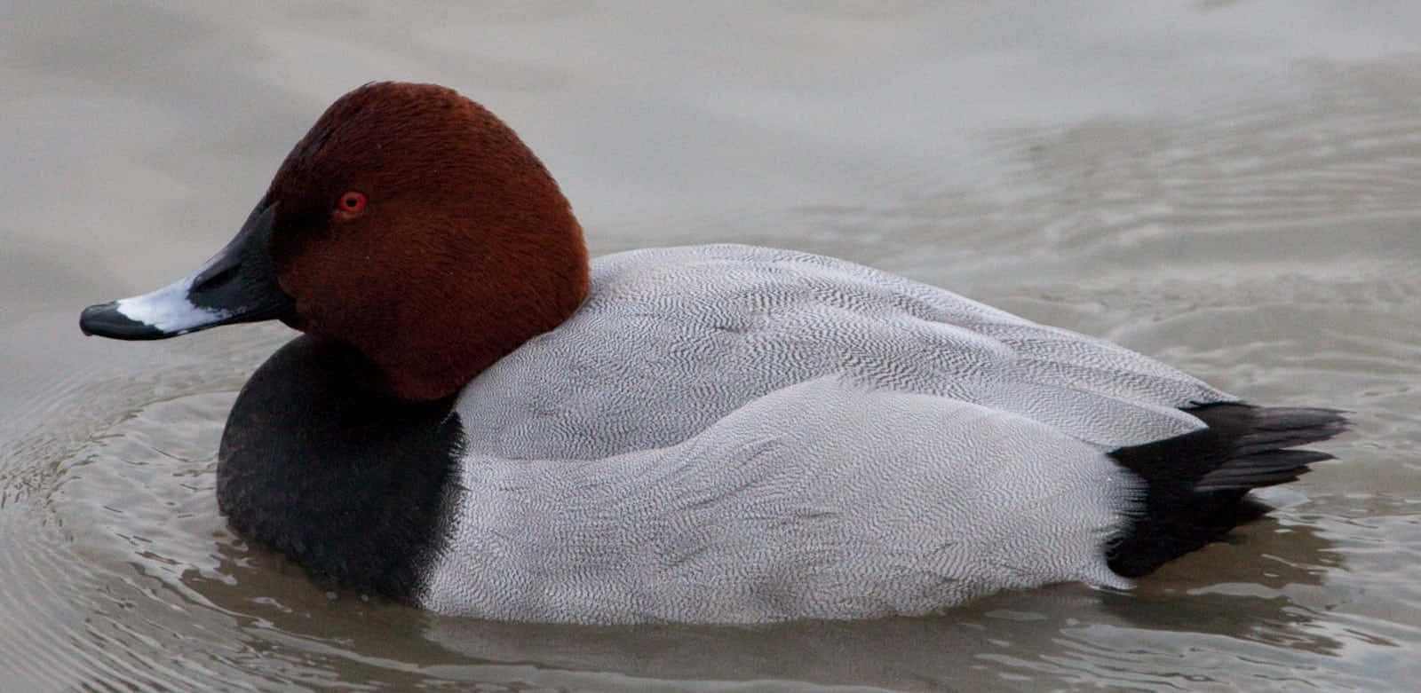 Red Headed Pochard Duck Swimming Wallpaper