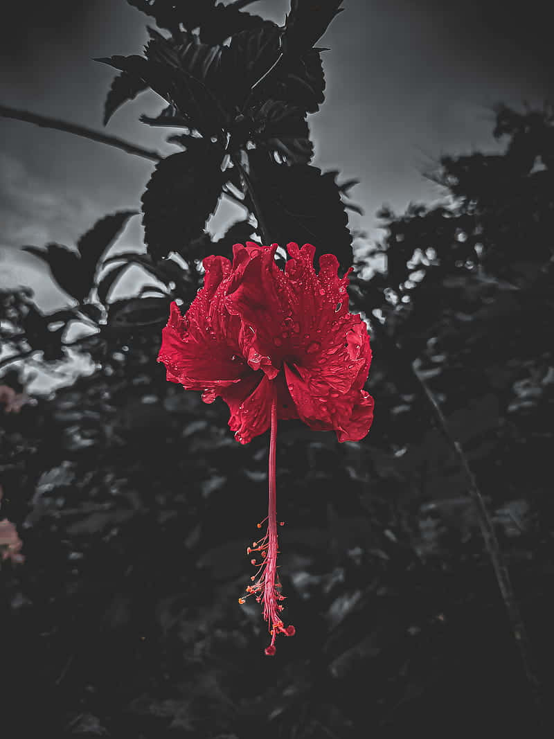 Red Hibiscus Dark Background Wallpaper