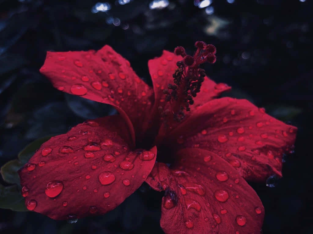 Red Hibiscus Raindrops Dark Background.jpg Wallpaper