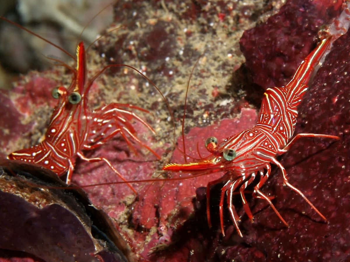 Red Hinge Beak Shrimpon Coral Wallpaper