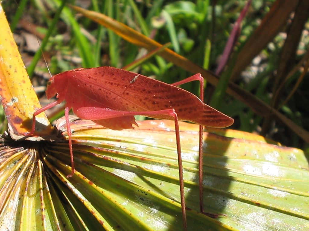 Red Katydid On Leaf Wallpaper