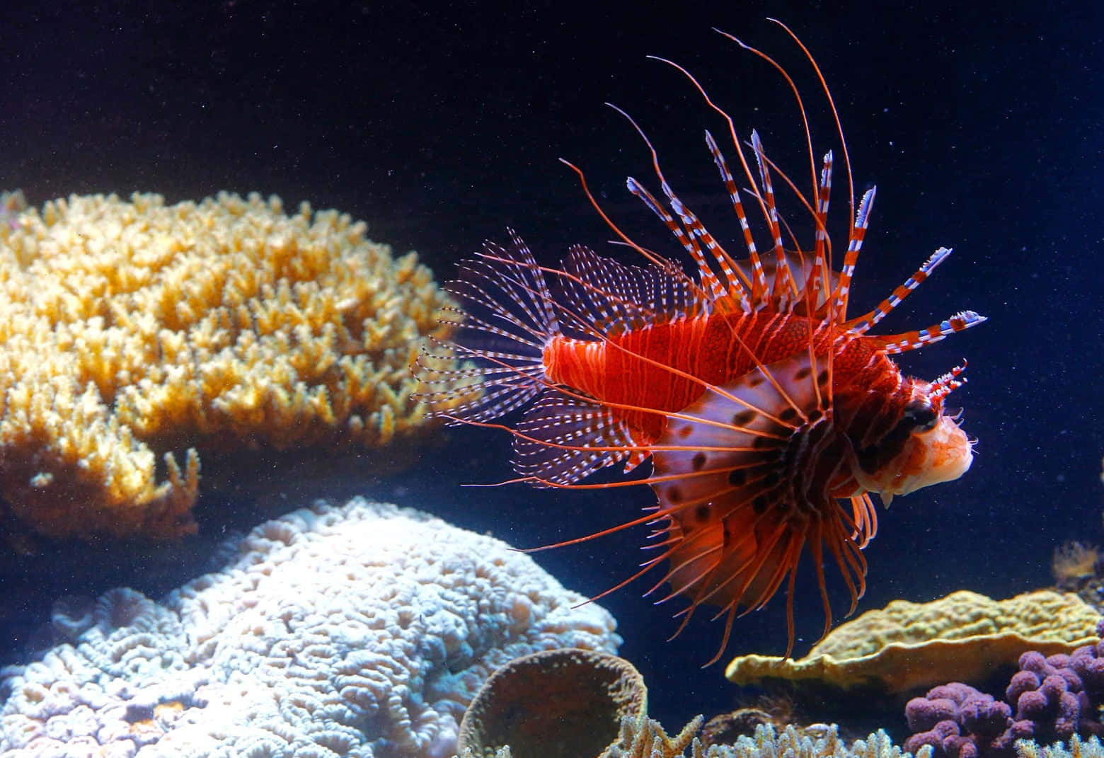 Red Lionfish Coral Reef Scene Wallpaper