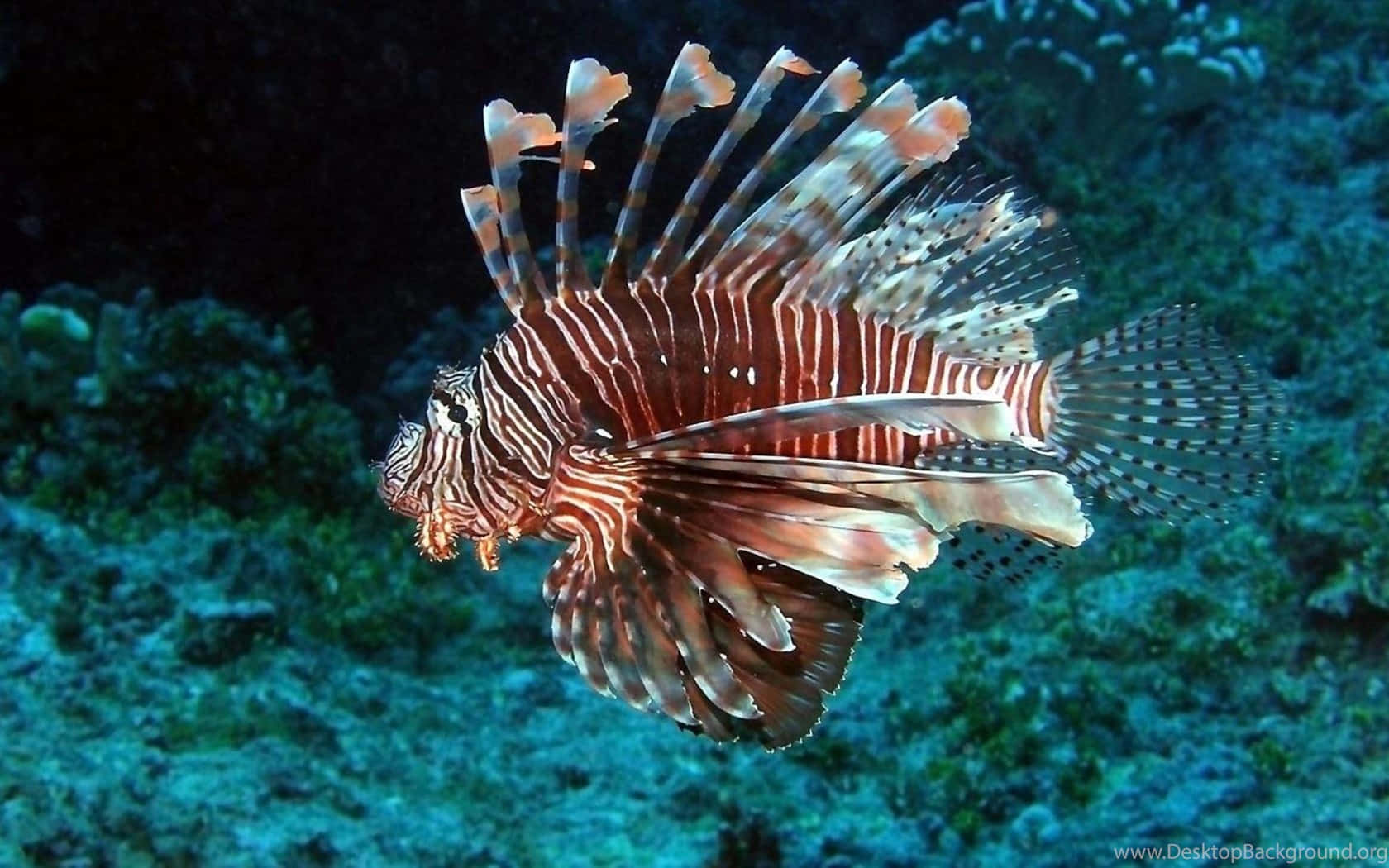 Red Lionfish Swimming Underwater.jpg Wallpaper